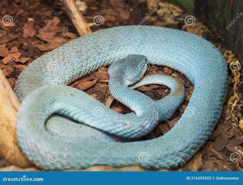 White Lipped Island Pit Viper Stock Image Image Of Poisonous Scales