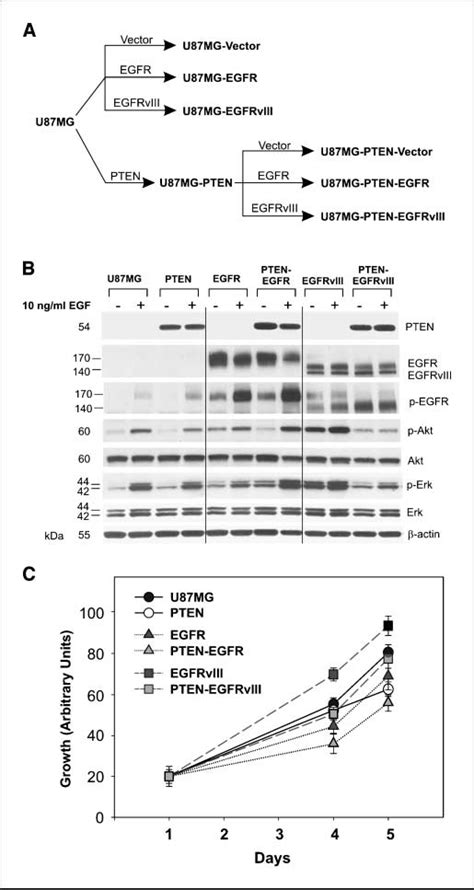 Pten Egfr And Egfrviii Interaction Regulates Pi K Pathway Activation