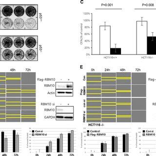 Rbm Inhibits Cell Proliferation And Migration By Inducing P A B