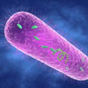 Pseudomonas Aeruginosa Bacterium Photograph By Roger Harris Science