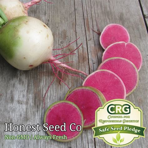 Watermelon Radish Seeds Honest Seed Co