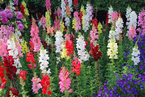 Snapdragon Perennials Grown Half Hardy Annuals Snapdragon Flowers