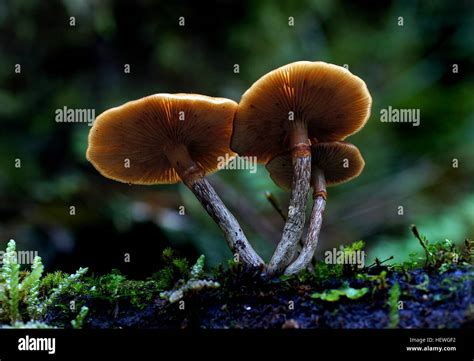 Parasitic fungi hi-res stock photography and images - Alamy