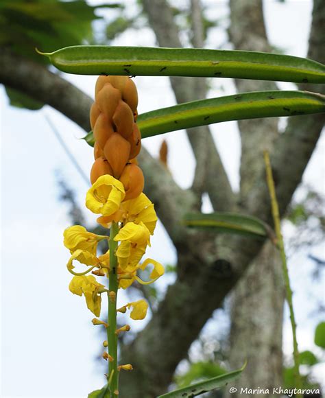 Trees of Tropical Asia - Senna alata