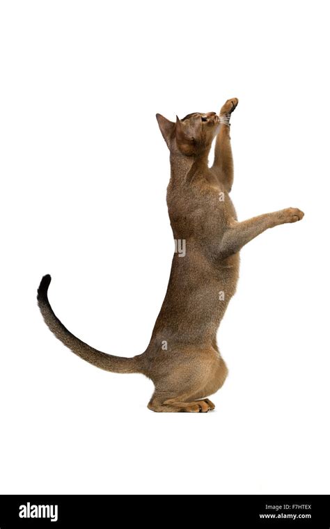 Cat Standing On Hind Legs Hi Res Stock Photography And Images Alamy