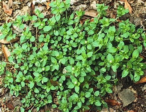 Common Chickweed Weedalert