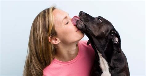 Estas Son Las Enfermedades Que Transmiten Los Perros Con La Saliva