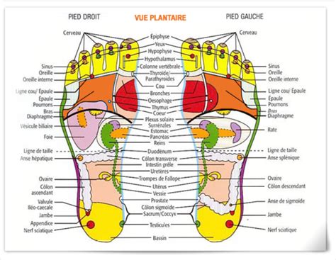 Zoom Sur La Réflexologie Plantaire Proformed