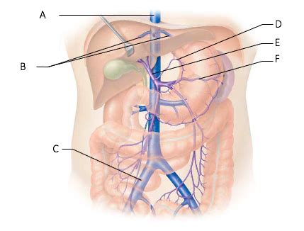 Abdominal Veins Diagram | Quizlet