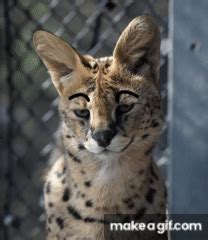 Serval Rizz On Make A