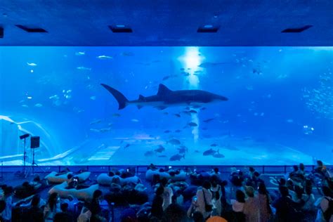 夏の夜、沖縄美ら海水族館で特別な夜を体感しよう「美ら海ナイトアクアリウム2023」 よみもの 沖縄clip｜あなたの沖縄旅を豊かにする