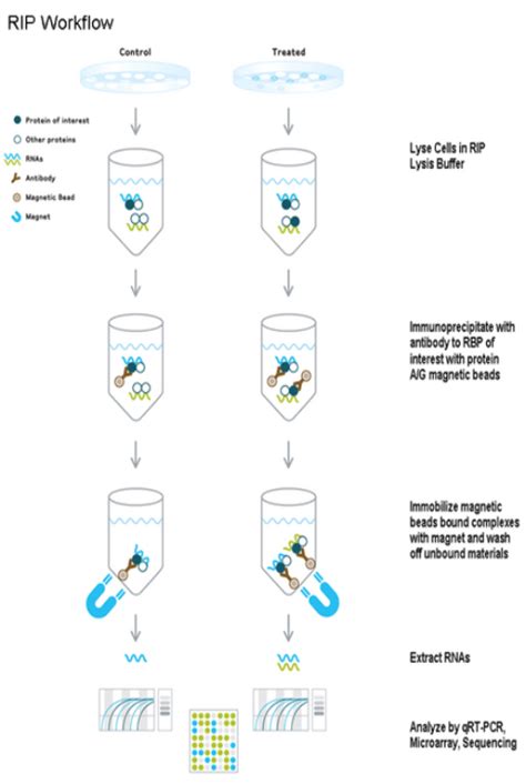 Rna Immunoprecipitation Rip Protocol Sino Biological