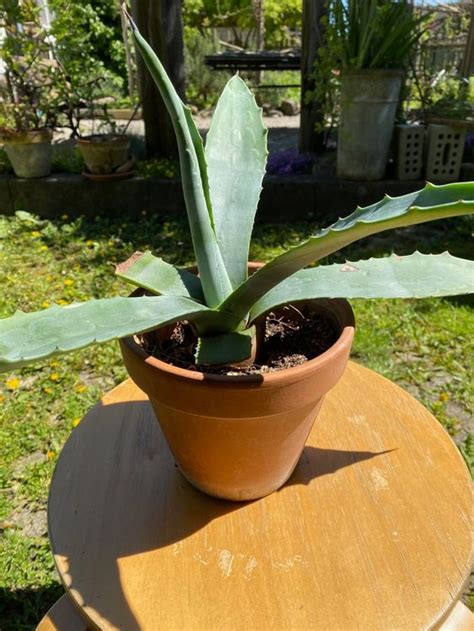 Agave Americana Ca Cm Hoch Kaufen Auf Ricardo