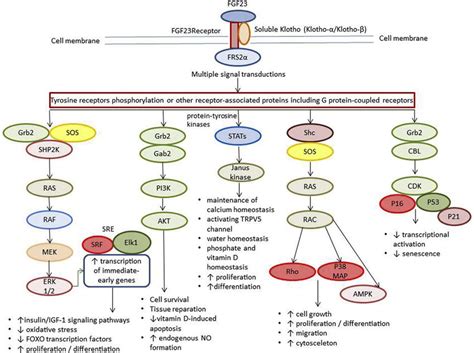 FGF23 Klotho Protein Beta Signaling Pathway FGF23 Interacts With