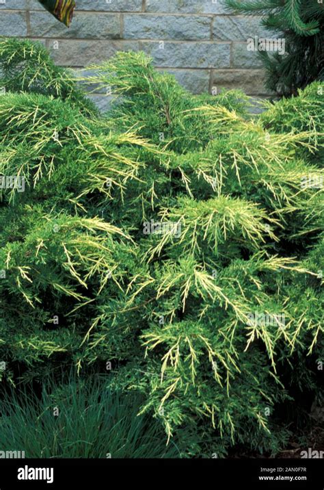 JUNIPERUS CHINENSIS GOLD LACE Stock Photo Alamy