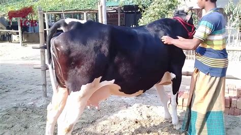 Milk Mundi Breed Cows How To Know Mundi Breed Cows Cow Breeds How To Know