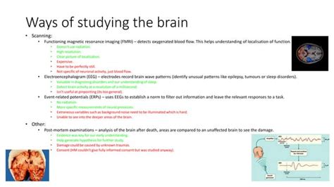 Biopsychology Revision Aqa A Level Psychology Ppt