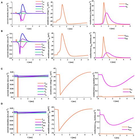 Frontiers Memristive Hodgkin Huxley Spiking Neuron Model For