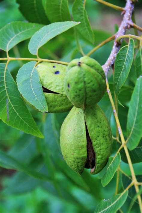 pecan nut partially open  stock photo public domain pictures