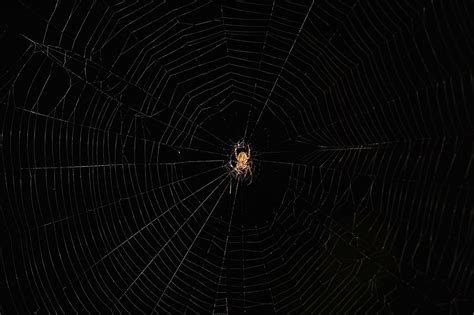 Spider, web, trap, chilling, animal - free image from needpix.com