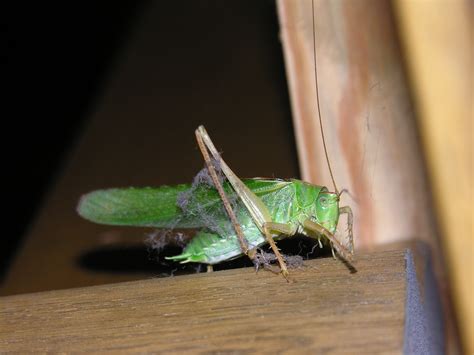 X Wallpaper Green And Brown Grasshopper Peakpx