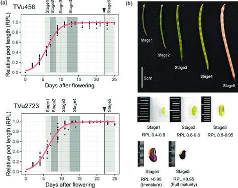 Cowpea-pod growth stages. TVu456 and TVu2723 are low-and high-protein ...