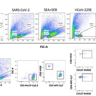 Flow Cytometry Gating Strategies For Analyzing Proliferative Reactivity