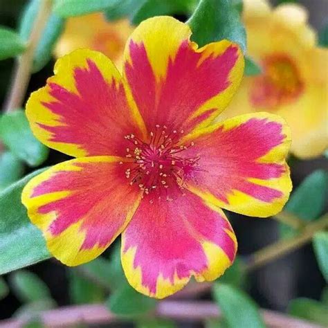 Jual Mossrose Krokot Bunga Cantik Manis TIGER CROWN Shopee Indonesia