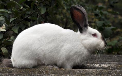 Californian Breed of Rabbits Stock Photo - Image of fattening, diet ...