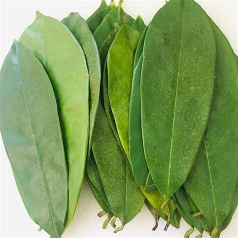 Dried Soursop Leaves Guanabana Graviola Annona 100 Organic Pure Sri Lanka Ebay