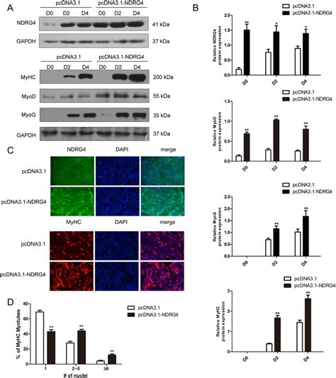 Overexpression Of Ndrg Enhances Myogenic Differentiation A Western