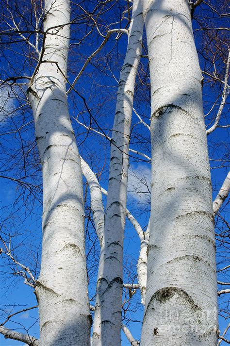 Eyes of Birch Photograph by Cj Mainor - Fine Art America