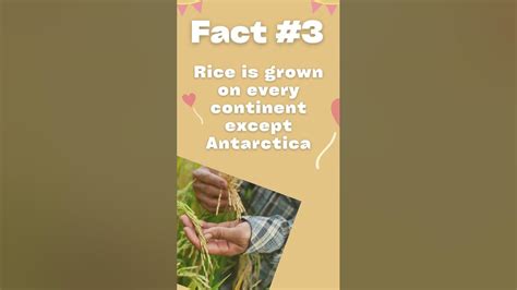 5 Fun Facts About Rice Youtube