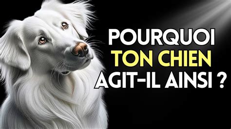 Pourquoi Votre Chien Agit Ainsi Comportements Tranges Et Leurs