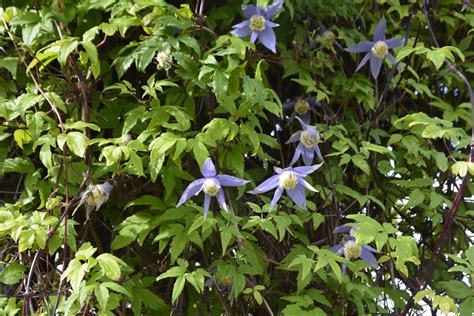 Bluebird Clematis • Kiwi Nurseries Ltd