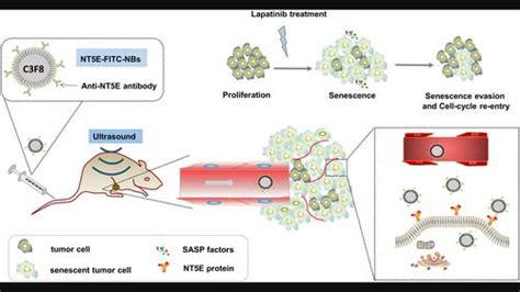 Dynamic Ultrasound Molecular Targeted Imaging Of Senescence In