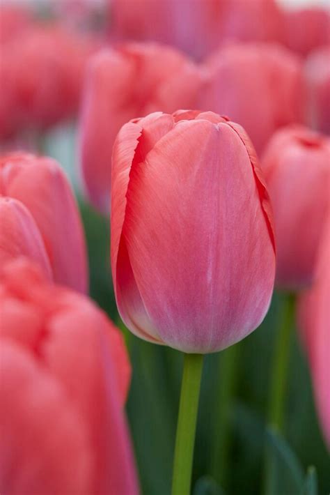 Tulipa Darwin Hybrid Pink Pride Tulip From ADR Bulbs