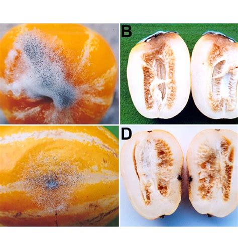 Symptoms Of Rhizopus Soft Rot On Oriental Melon Cucumis Melo Caused