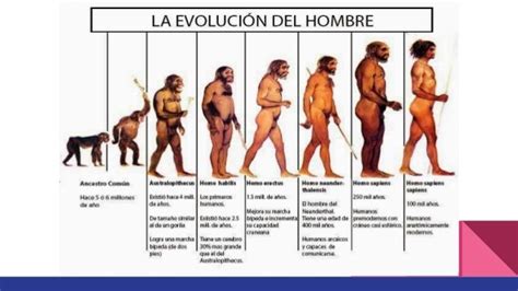 El Origen De La Vida Tipos De Hominidos Linea Del Tiempo Images