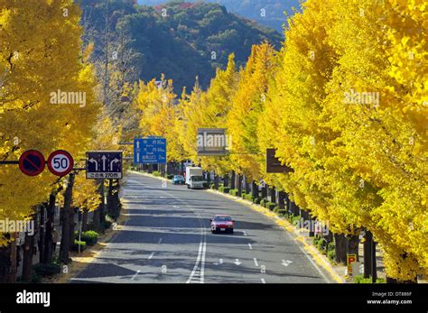 Avenida De Rboles Ginkgo En Oto O De Color En La Avenida Koshu Kaido