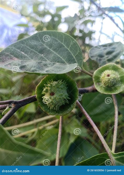 Deadly fruit stock photo. Image of dangerous, fruit - 261653056
