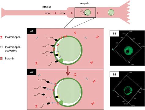 proposed model   role   plasminogenplasmin system