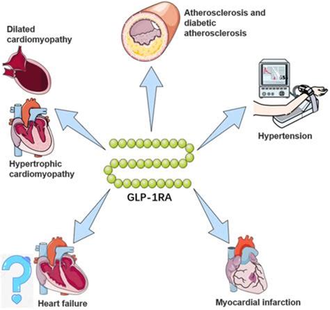 GLP 1 Receptor Agonists GLP 1RAs Cardiovascular Actions And