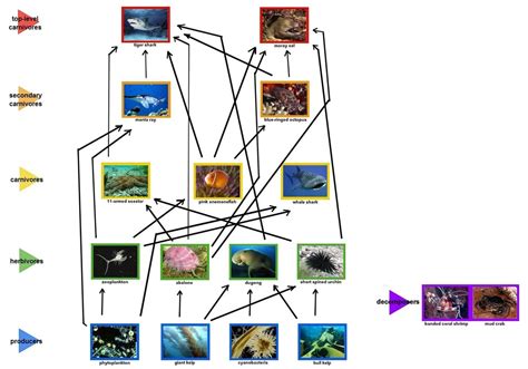 Biotic Factors - Great Barrier Reef