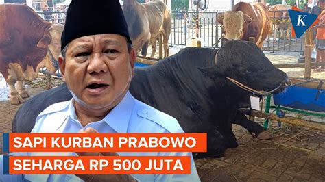 Bertemu Douglas Sapi Kurban Prabowo Seharga Rp Juta Youtube