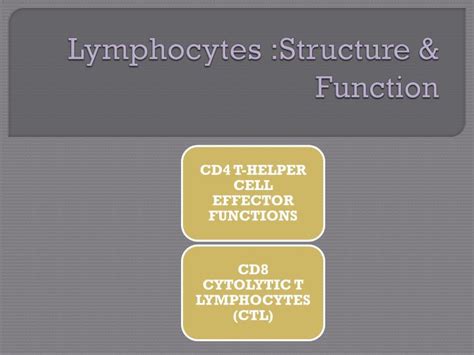 PPT - Lymphocytes :Structure & Function PowerPoint Presentation, free download - ID:4502220