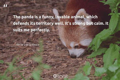 47 Incredible Panda Bear Quotes To Inspire You