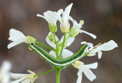 Falcate Orangetip - Alabama Butterfly Atlas