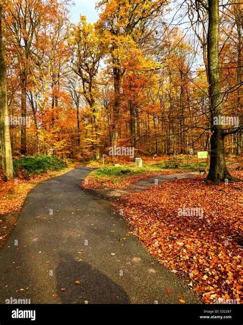 Autumn forest colors, Germany Stock Photo - Alamy