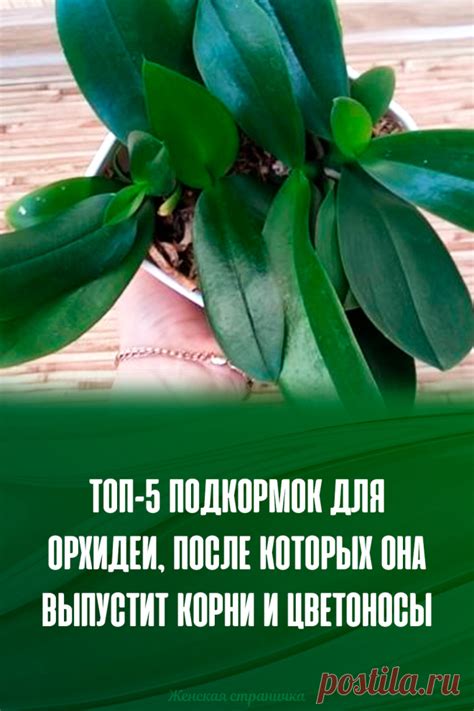 Топ-5 подкормок для орхидеи, после которых она выпустит корни и цветон ...
